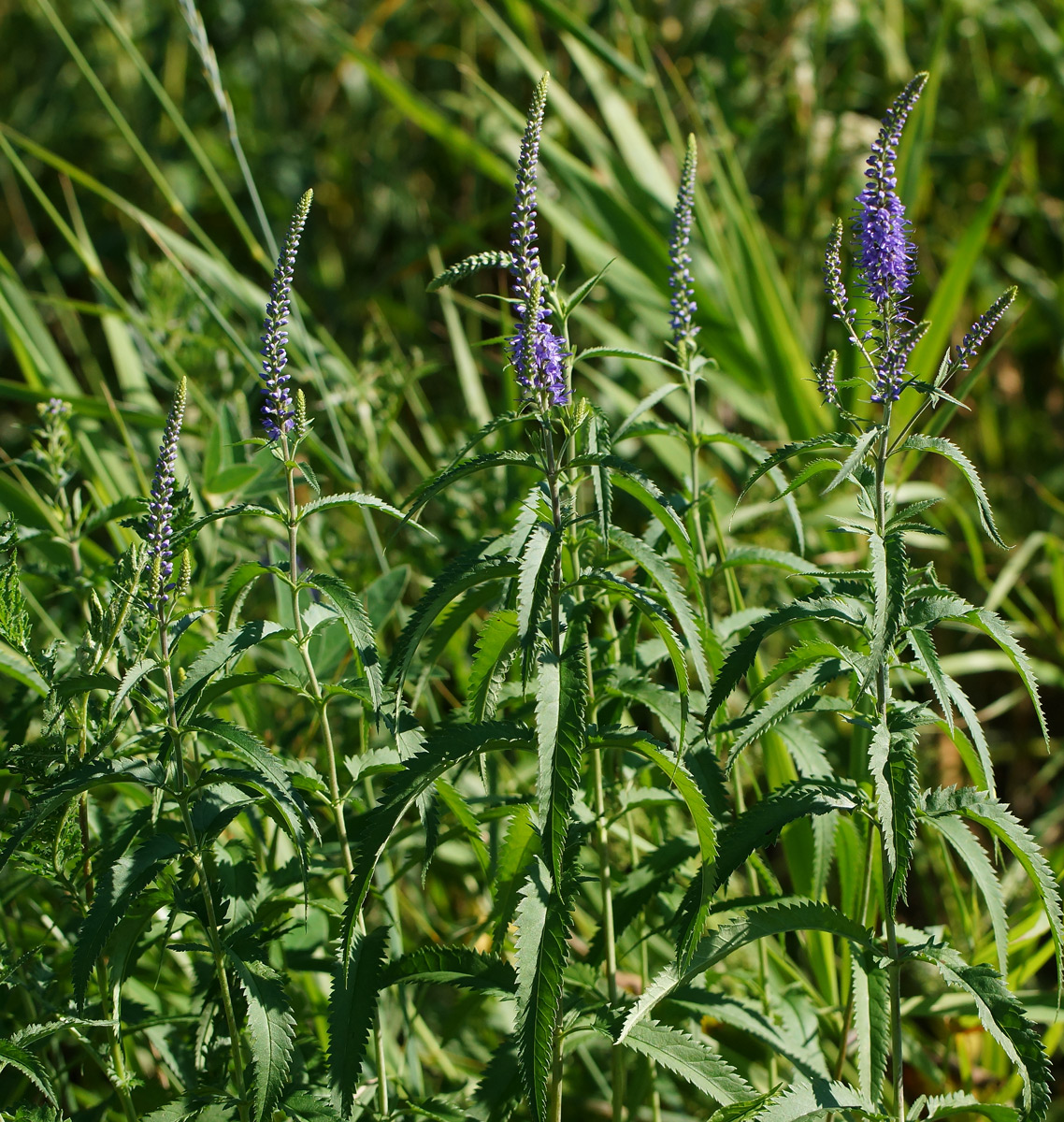 Image of Veronica longifolia specimen.