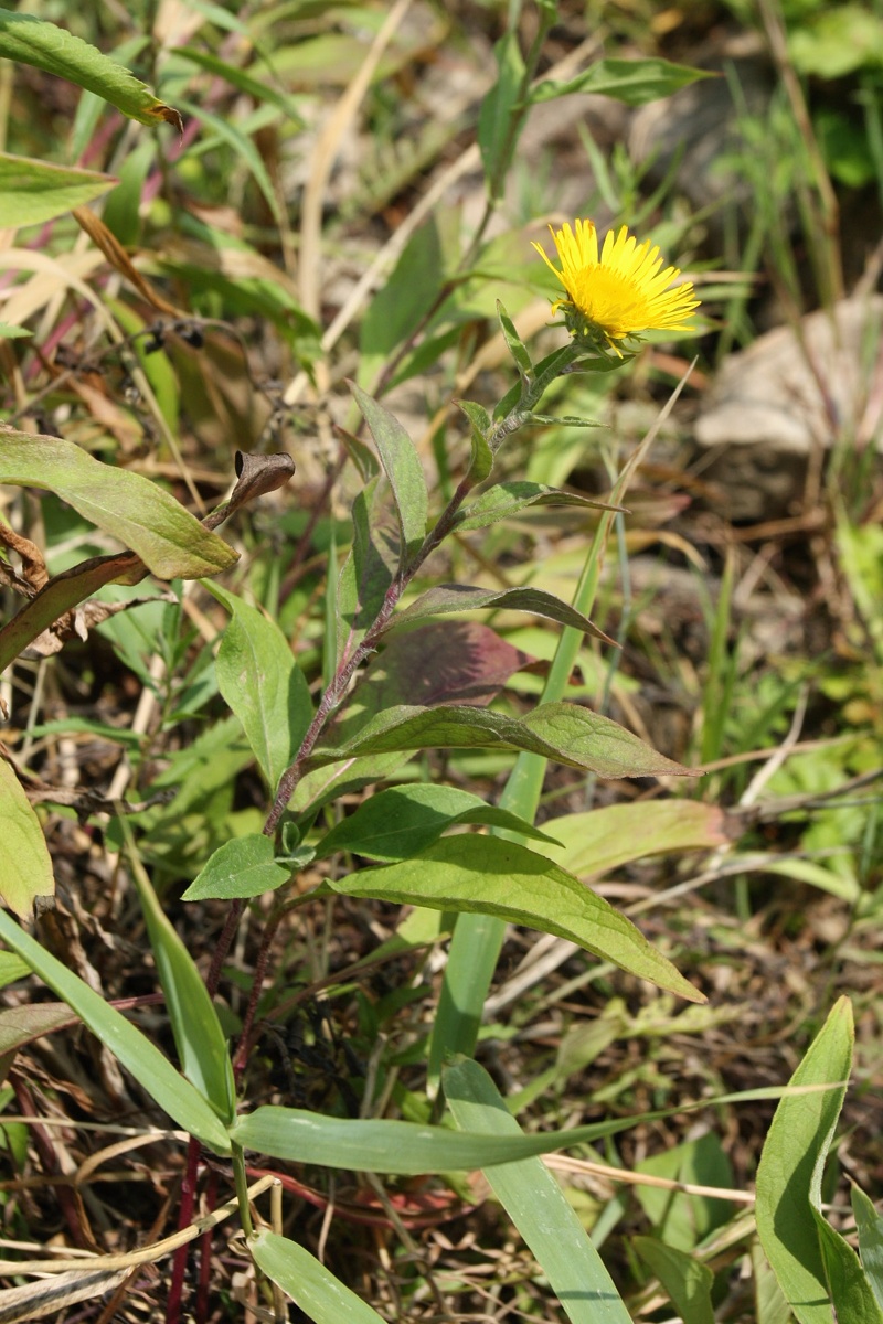 Изображение особи Inula britannica.