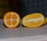 Citrus japonica. Поперечный и продольный разрезы плодов. Израиль, Шарон, пос. Кфар Шмариягу, озеленение улицы. 23.11.2016.