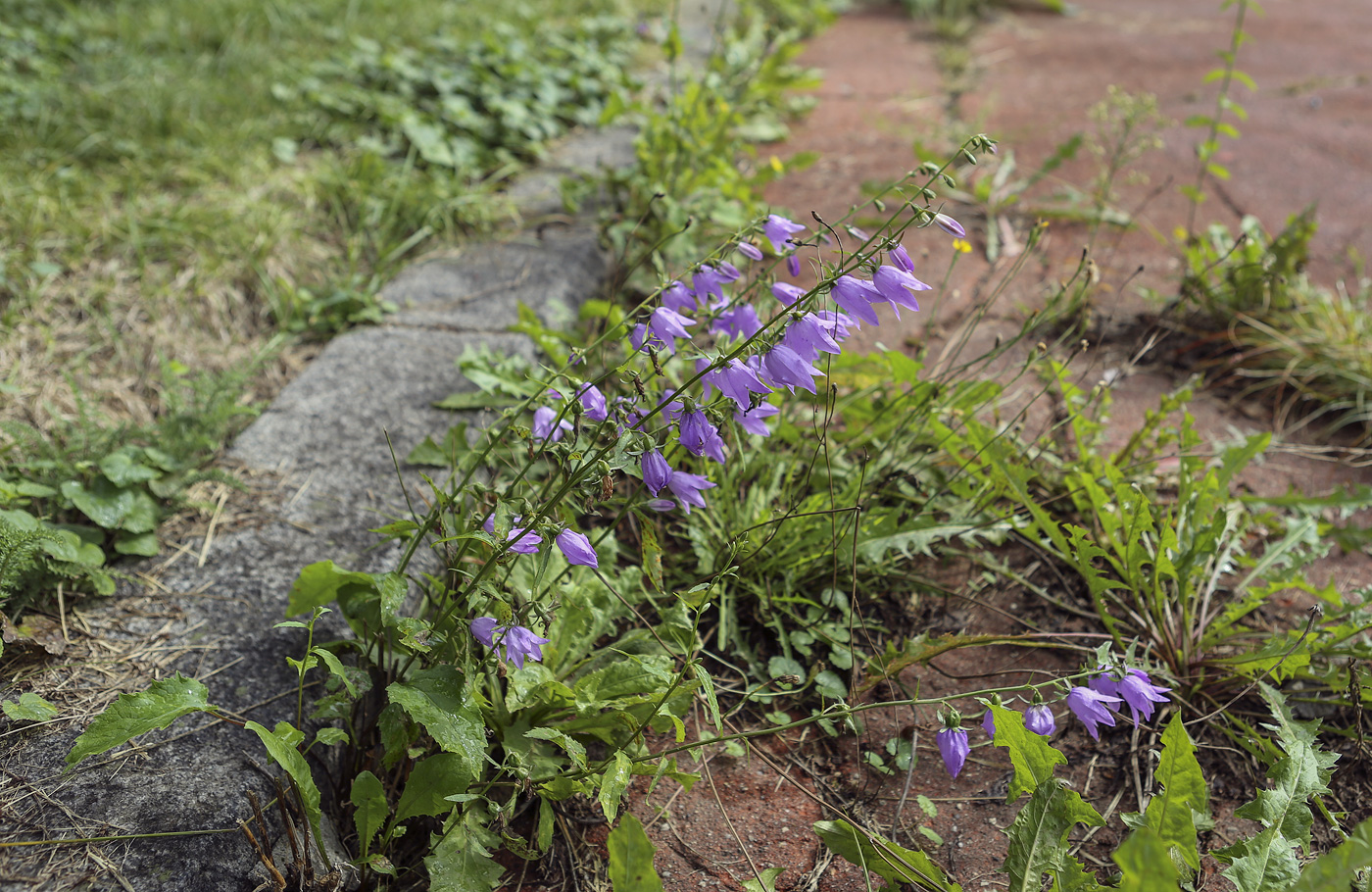 Image of Campanula rapunculoides specimen.