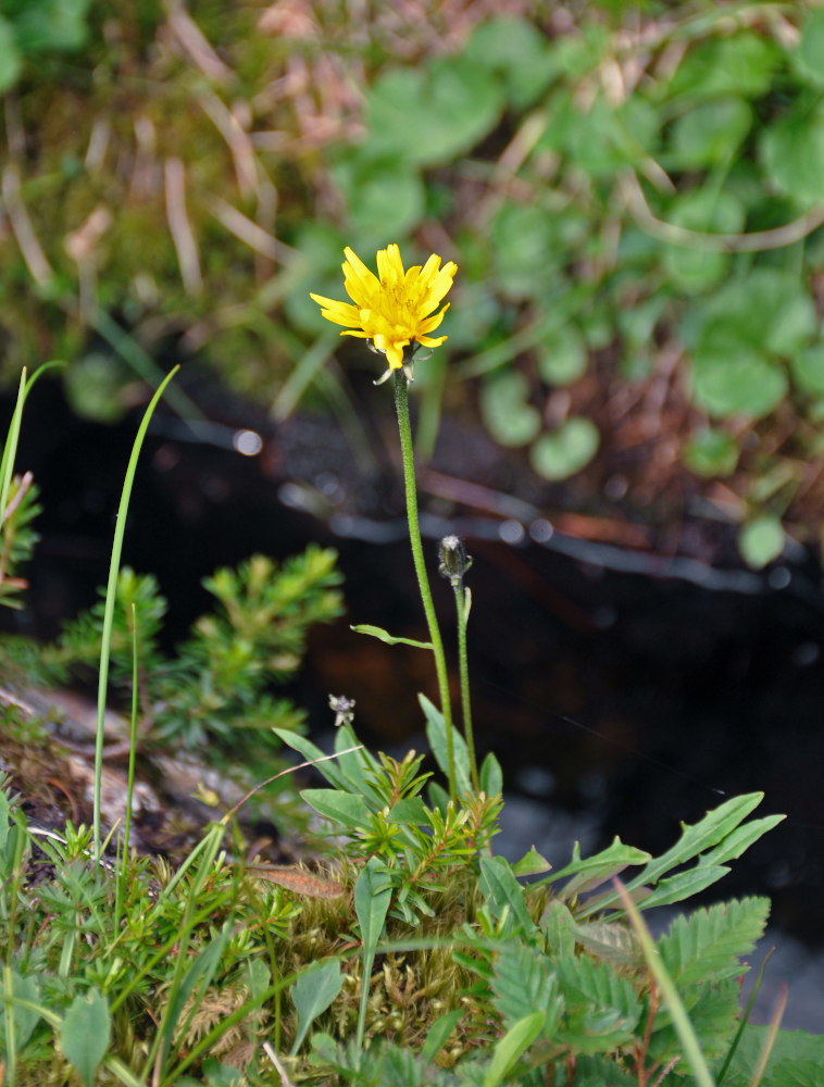 Изображение особи Crepis burejensis.