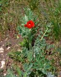 Glaucium corniculatum. Цветущее растение. Крым, Караларский природный парк, долина р. Сююрташ, степь. 09.05.2021.