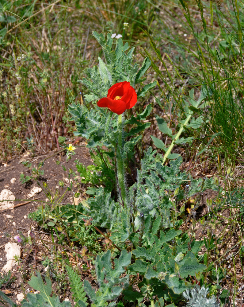 Изображение особи Glaucium corniculatum.