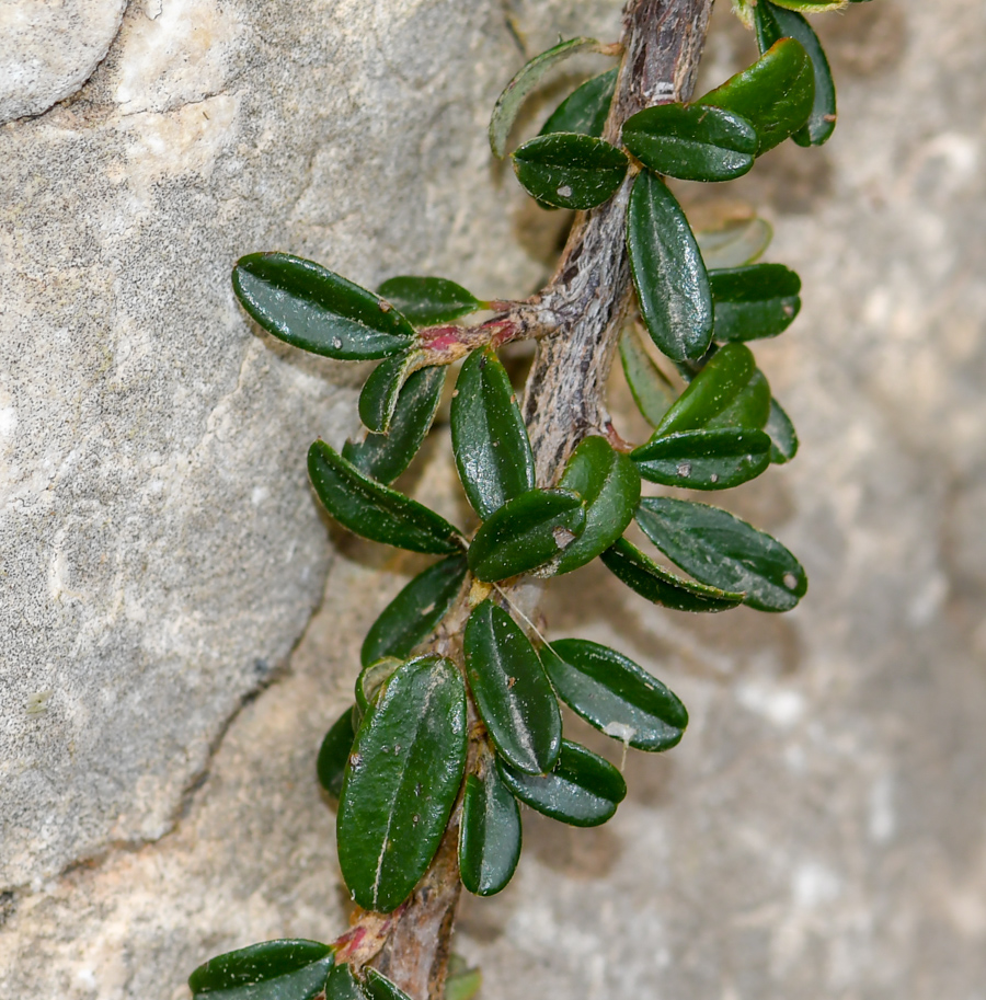 Изображение особи Cotoneaster microphyllus.