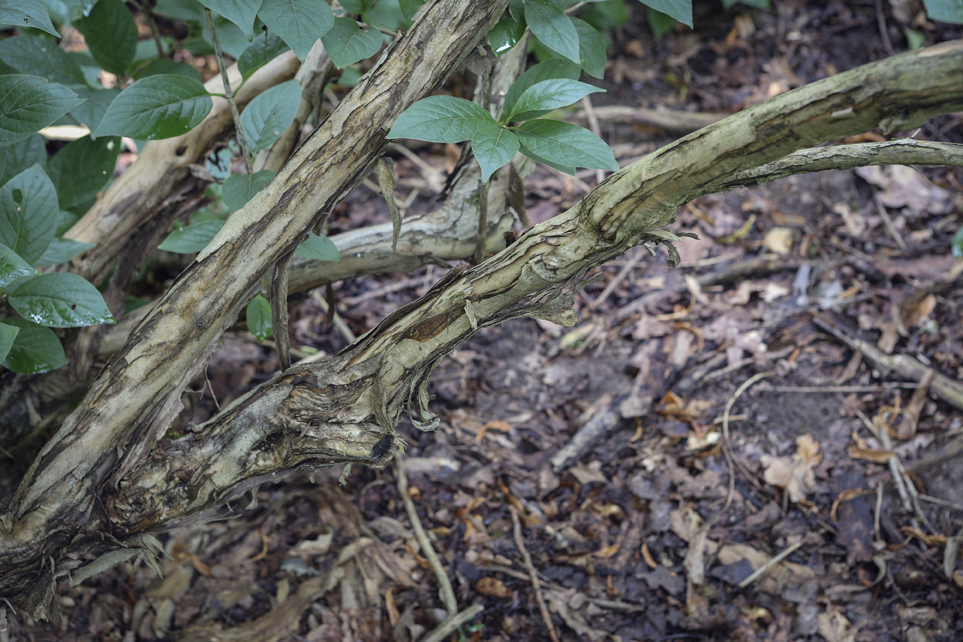 Image of Lonicera alpigena specimen.