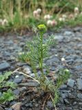 Matricaria discoidea