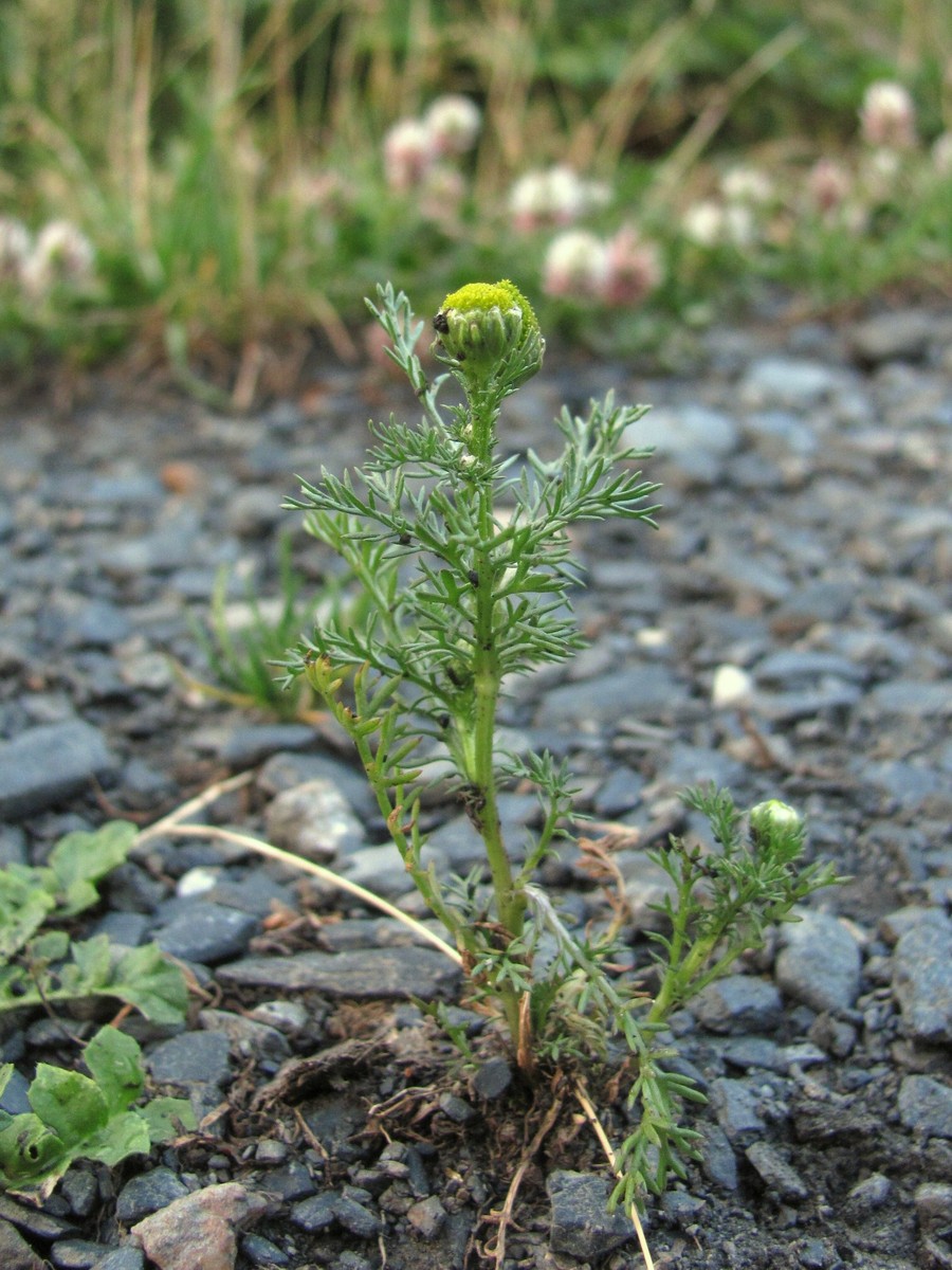 Image of Matricaria discoidea specimen.