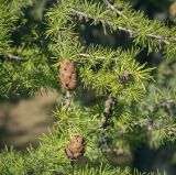 Larix sibirica. Часть веточки с шишками. Пермский край, Кунгурский р-н, окр. с. Филипповка, гора Ледяная. 12.09.2021.