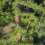 Larix sibirica