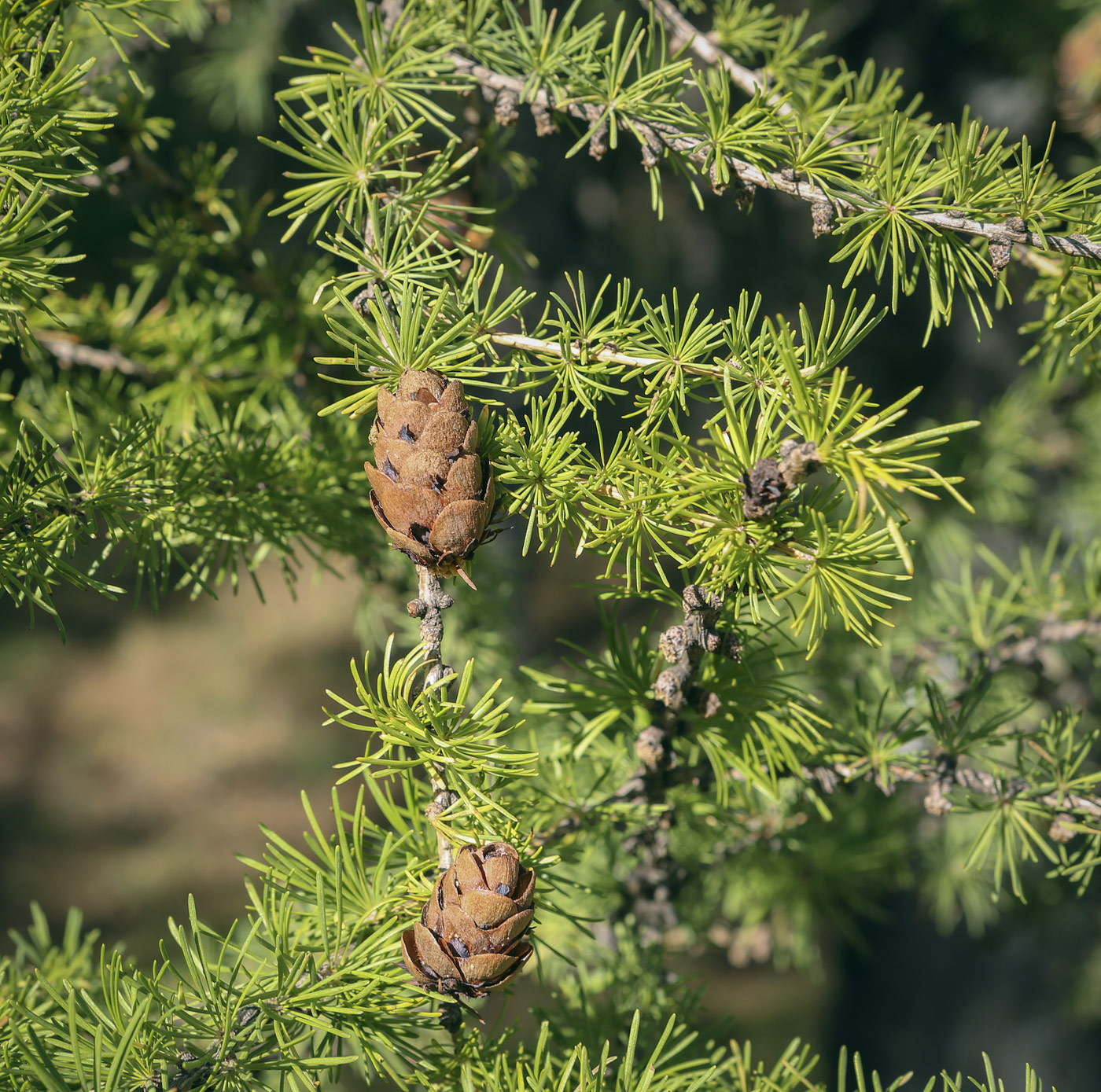 Изображение особи Larix sibirica.