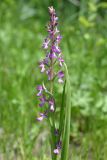 Anacamptis laxiflora подвид elegans. Соцветие и листья. Волгоградская обл., Серафимовичский р-н, Трясиновское с/п, окр. хут. Себряков, природный парк \"Усть-Медведицкий\", пойма р. Медведица, заболоченное понижение. 25 мая 2021 г.