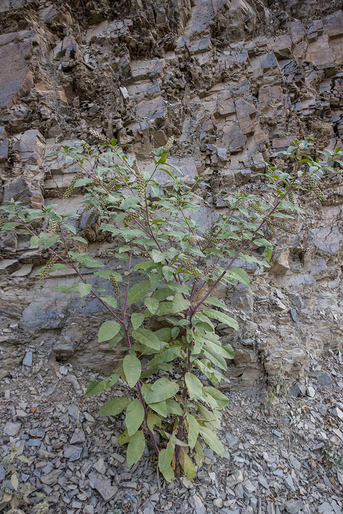 Изображение особи Phytolacca americana.