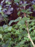 Populus suaveolens. Ветвь невысокого дерева, растущего на прибрежном галечнике. Приморский край, Лазовский р-н, Лазовский заповедник, окр. кордона Карпадь, берег реки Прямушки. 19.08.2009.