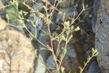 Chamaerhodos erecta