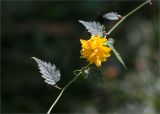 Kerria japonica variety pleniflora. Часть побега с цветком. Абхазия, г. Сухум, Сухумский ботанический сад. 14.05.2021.
