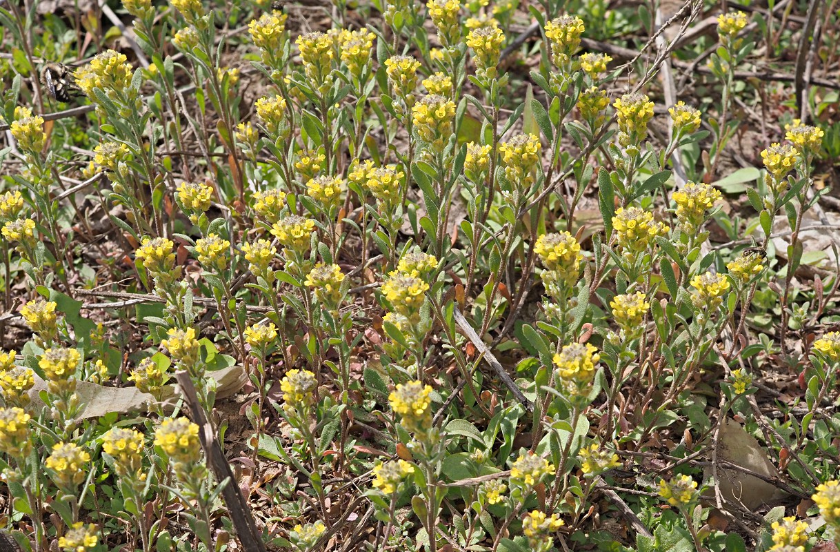 Изображение особи Alyssum turkestanicum var. desertorum.