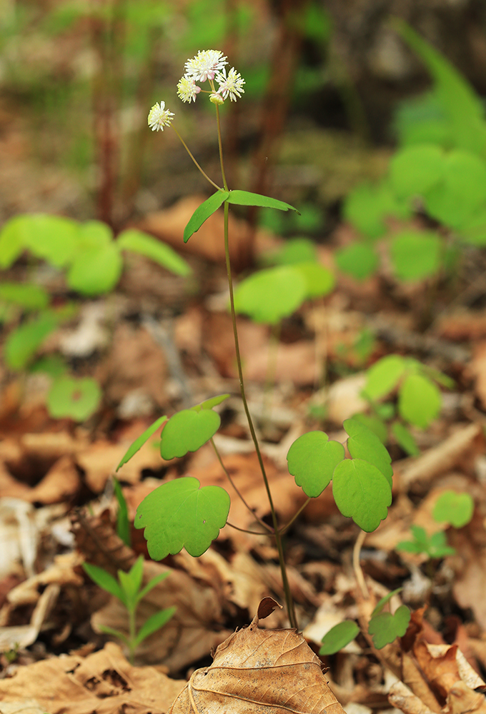 Изображение особи Thalictrum filamentosum.