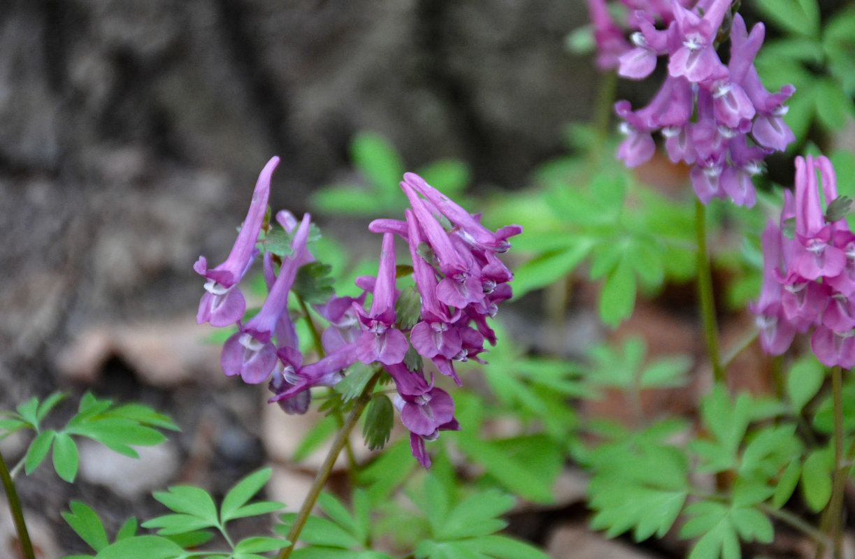 Изображение особи Corydalis solida.