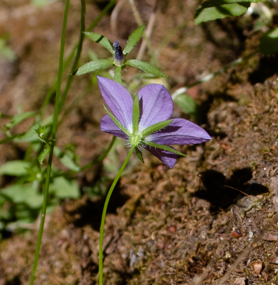 Image of Campanula sidoniensis specimen.