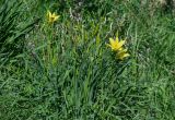 Hemerocallis minor