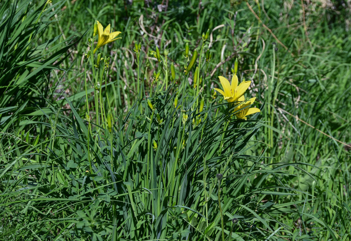 Изображение особи Hemerocallis minor.