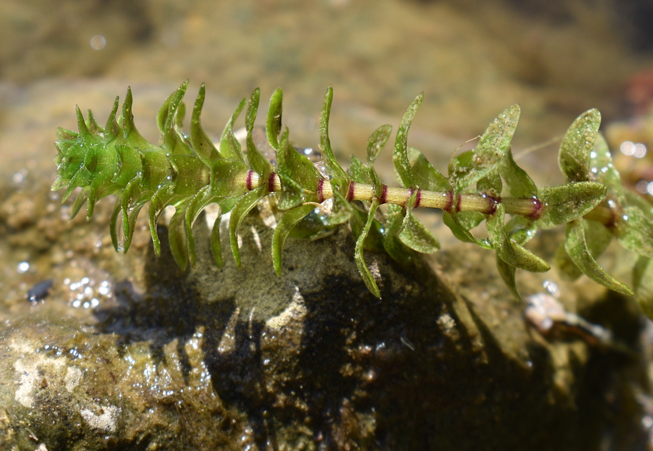 Изображение особи Elodea canadensis.