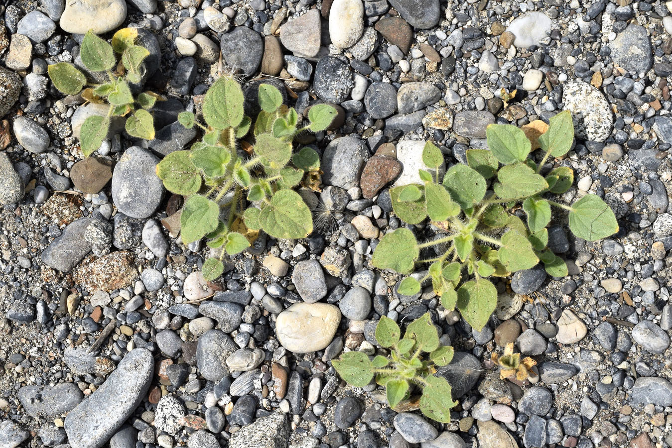 Изображение особи Cleome fimbriata.