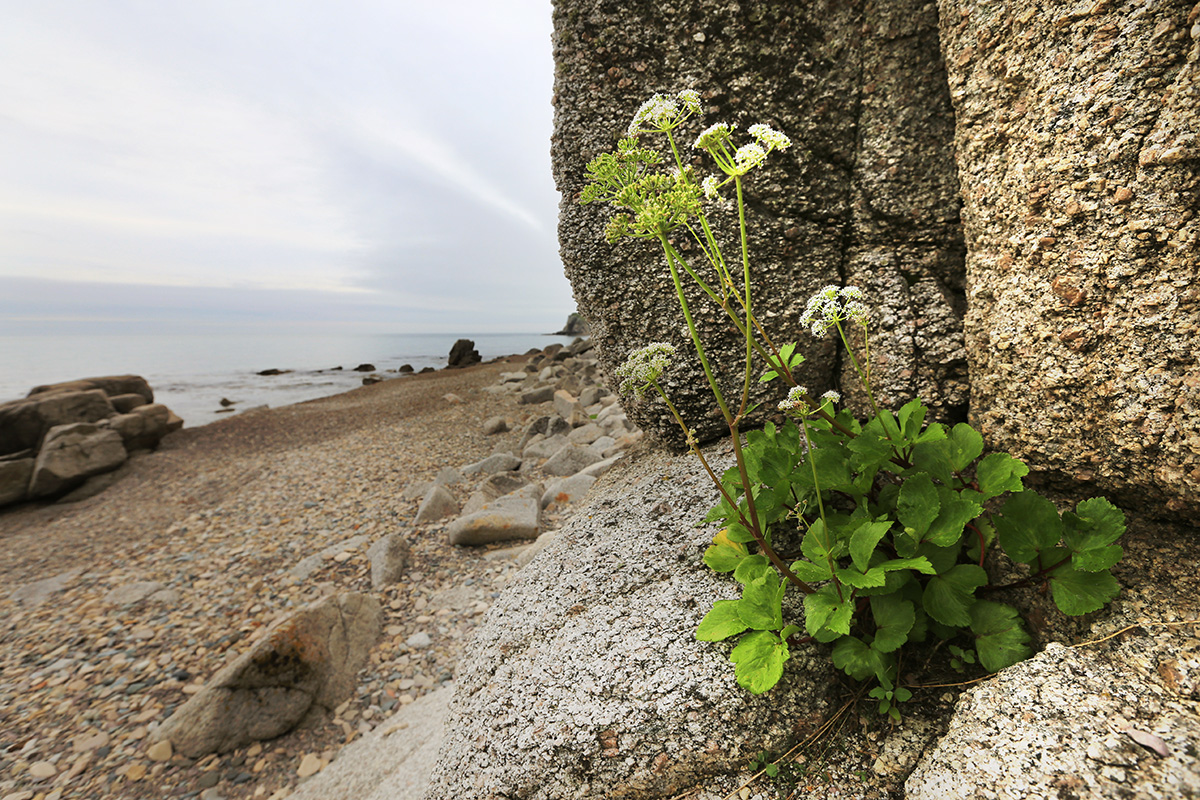 Image of Ligusticum scoticum specimen.