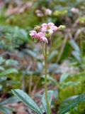 Chimaphila umbellata