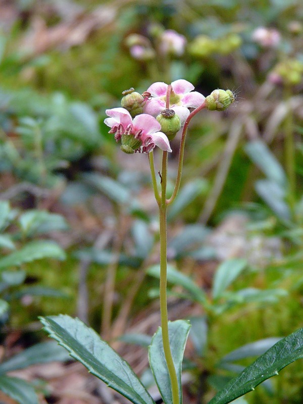 Image of Chimaphila umbellata specimen.