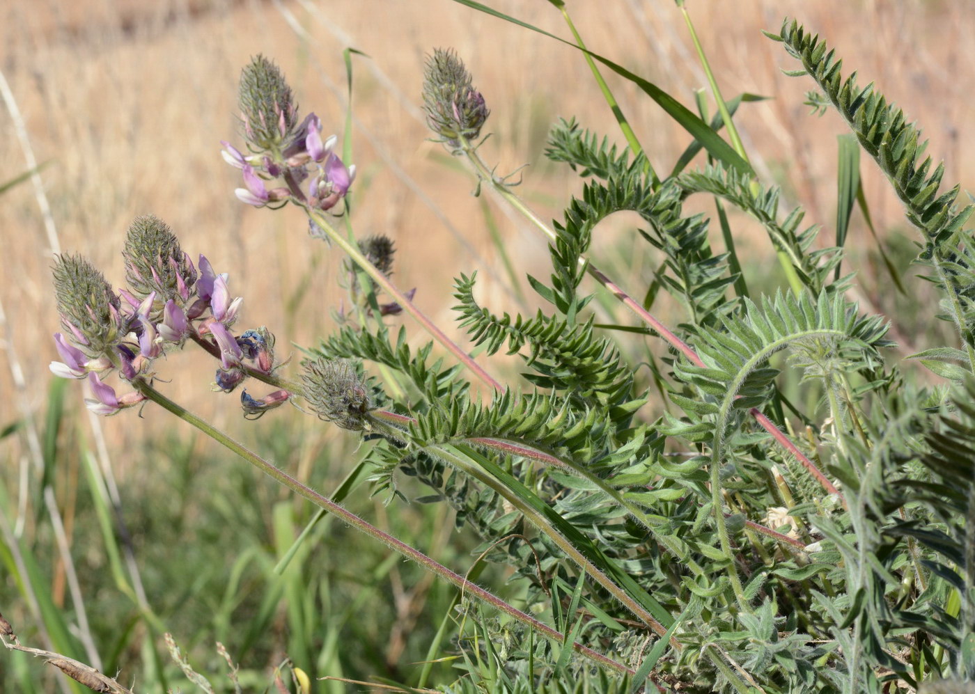 Изображение особи Oxytropis pilosissima.