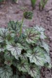 Heuchera × hybrida. Листья. Томская обл., г. Томск, Академгородок, в культуре. 29.05.2022.