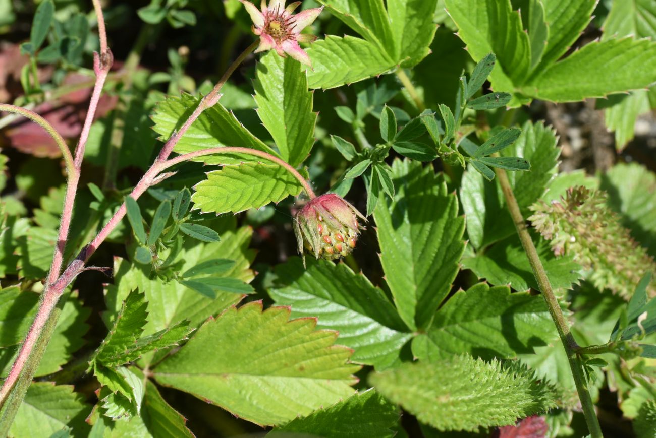 Изображение особи Fragaria viridis.