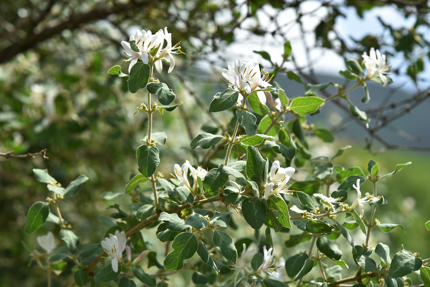Image of Lonicera nummulariifolia specimen.
