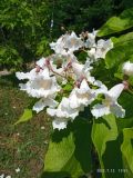 Catalpa speciosa