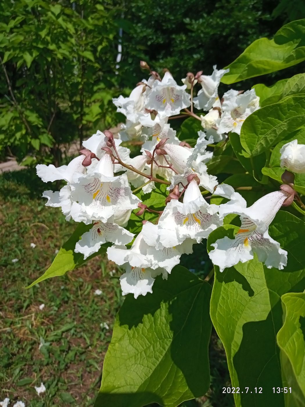 Изображение особи Catalpa speciosa.