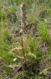 Pedicularis achilleifolia. Растение с плодами. Хакасия, берег Красноярского вдхр. в окр. пос. Абакано-Перевоз. 29.06.2010.