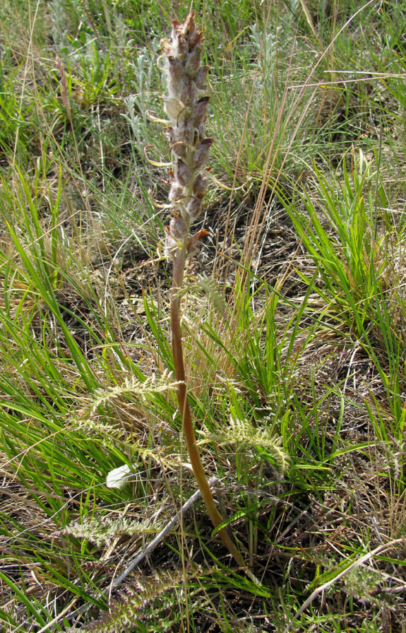 Image of Pedicularis achilleifolia specimen.