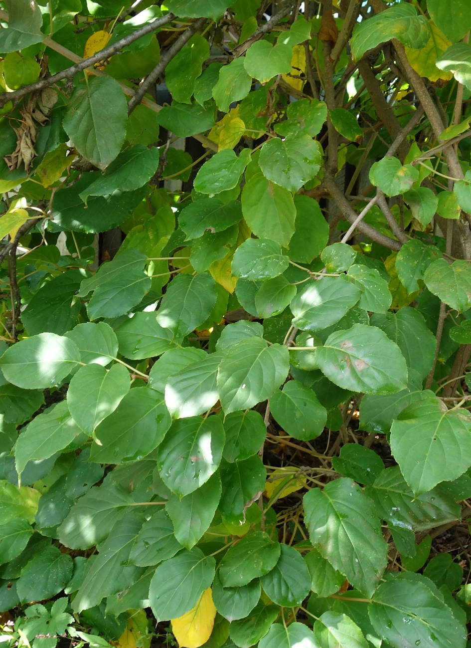 Изображение особи Actinidia arguta.