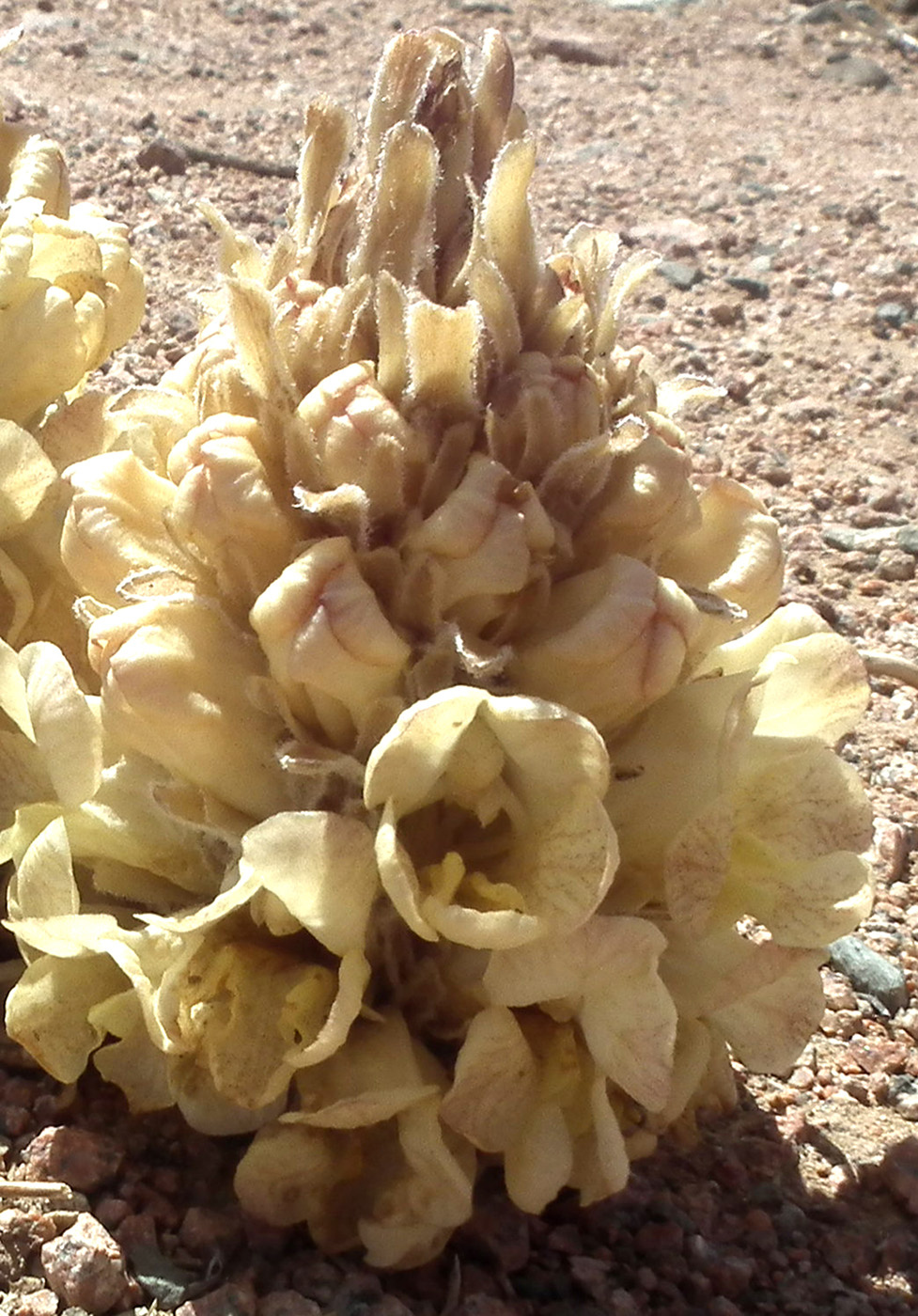 Image of Cistanche deserticola specimen.