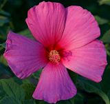 Hibiscus palustris