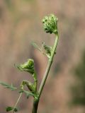 Paraligusticum discolor. Верхушка зацветающего растения. Узбекистан, Ташкентская обл., южный склон Чаткальского хребта, бассейн р. Ахангаран, ур. Каттасай, выше турбазы \"Янгиабад\", 1830 м н.у.м., крутой каменисто-мелкоземистый склон, в арчовнике. 07.06.2019.