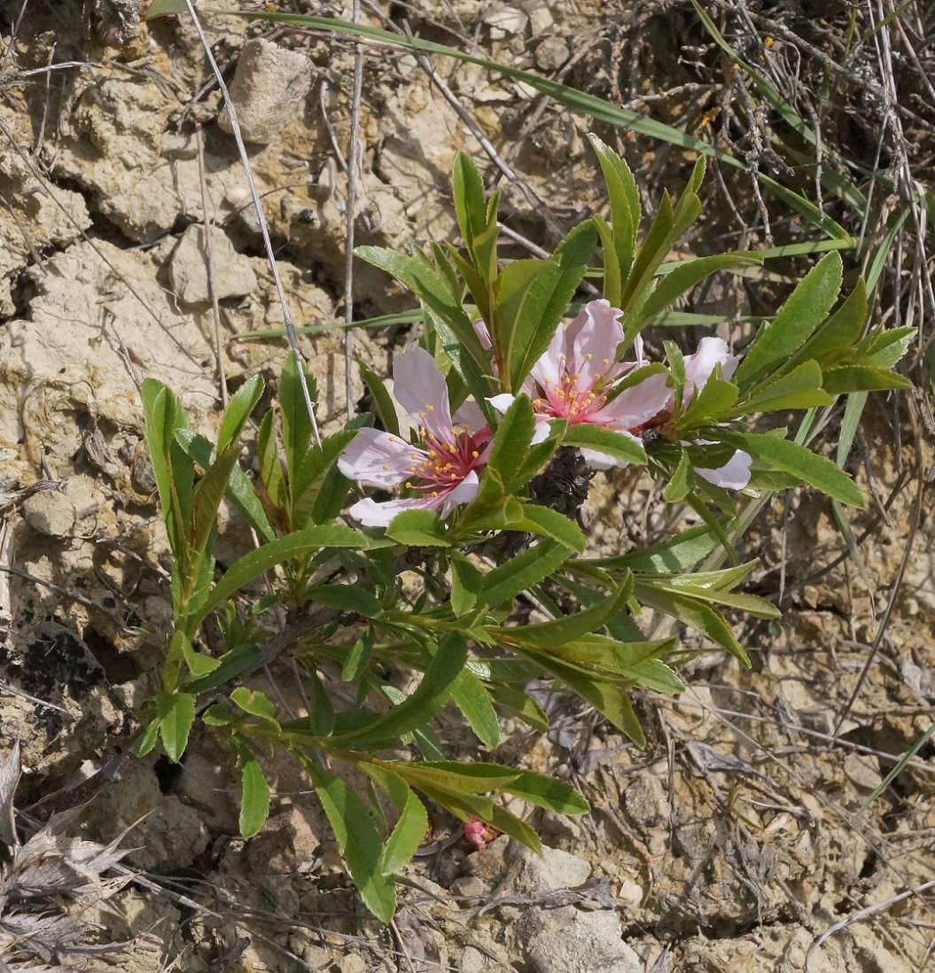 Изображение особи Amygdalus nana.