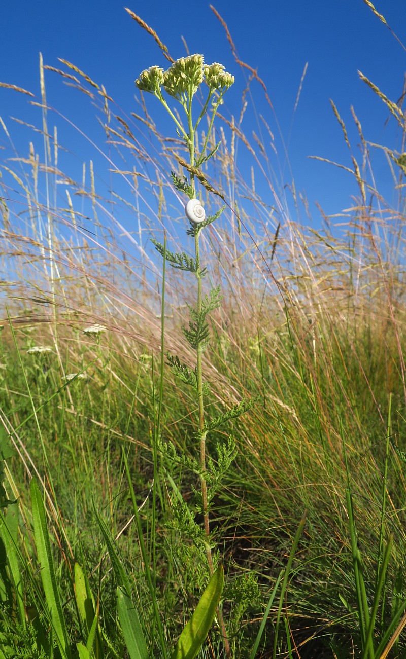 Изображение особи Achillea nobilis.