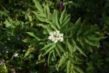 Sambucus ebulus