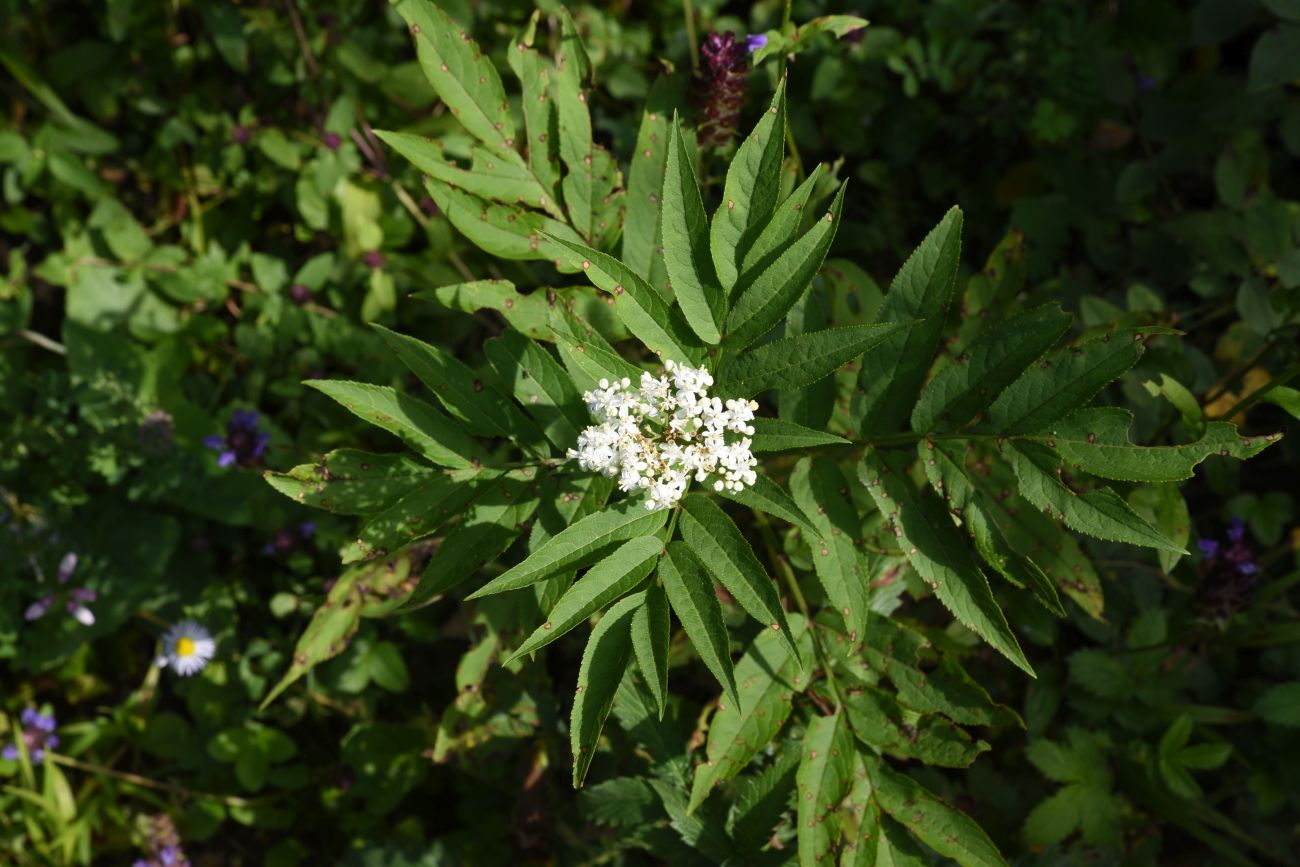 Изображение особи Sambucus ebulus.