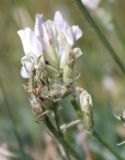 Oxytropis nivea