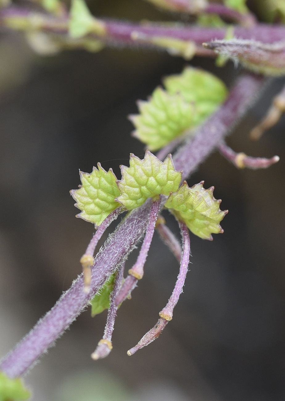 Image of Alliaria taurica specimen.