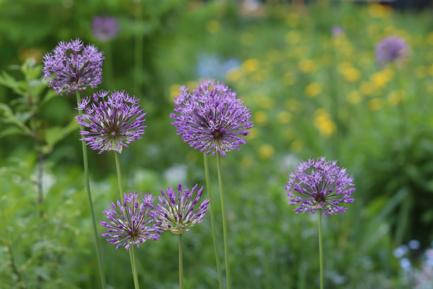Image of Allium rosenorum specimen.