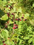 Rubus nessensis. Ветвь с плодами разной степени созревания. Курская обл., Железногорский р-н, с. Карманово, ур. \"Кармановская дача\". Высота растения 1,5 метра. 24 июля 2007 г.